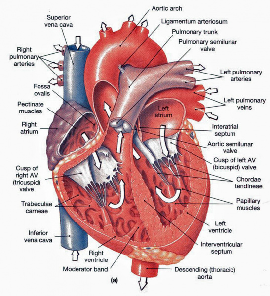 File:Anatomy of the Heart Diagram.jpg