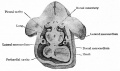 Fig. 294