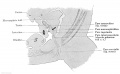 Fig. 636 Transverse section urogenital fold male embryo 26 mm