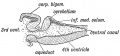 Fig. 86. Median Section of the Cerebellum and 4th Ventricle of a Frog.