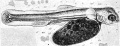 Fig. 10. Young trout