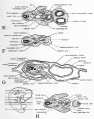 Fig. 46. Diagrams of transverse sections-Dlarfour-day chick.