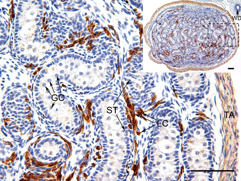File:WNT4 screening in the testis of the tammar wallaby.jpeg