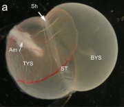 Kangaroo Development - Embryology