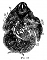 Fig 22 human embryo 11 mm