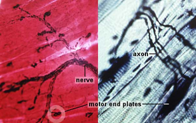 ANAT2241 Nervous Tissue - Embryology motor unit skeletal fibers diagram 