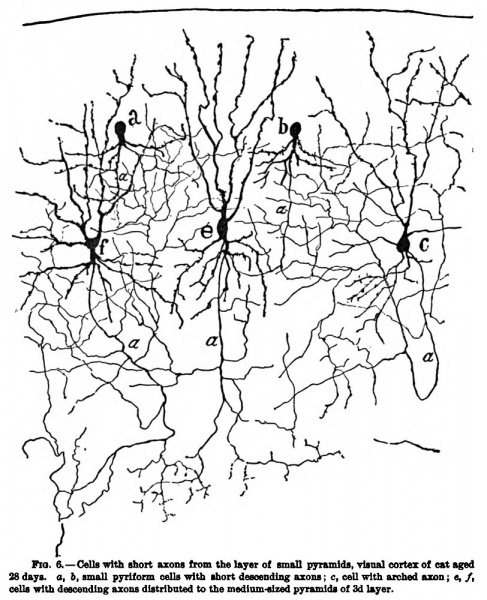 File:1899 Cajal 06.jpg