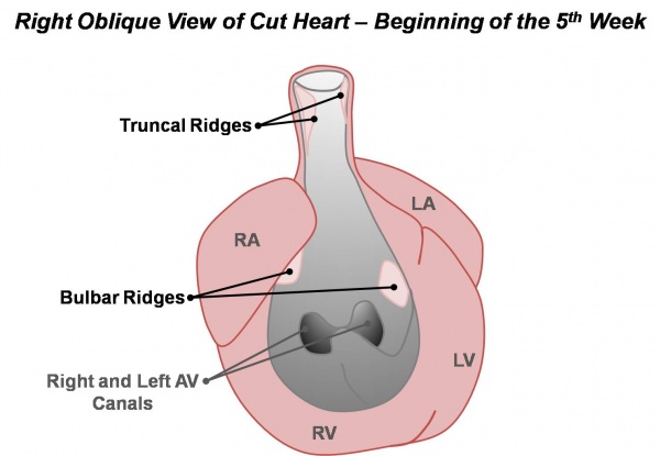 Basic - Embryonic Heart Divisions - Embryology