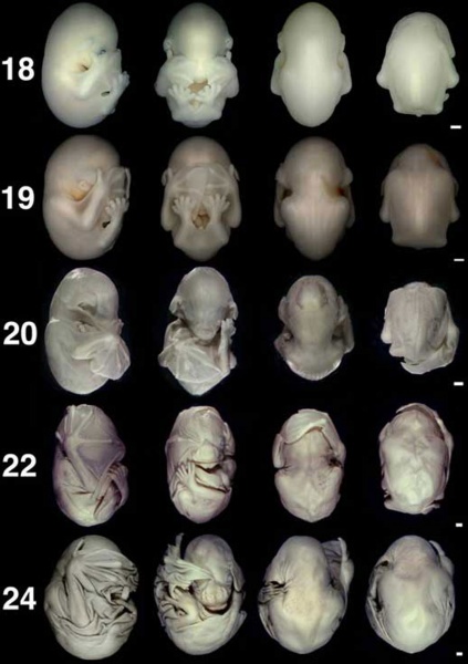File:Bat embryo stage 18 to 24.jpg