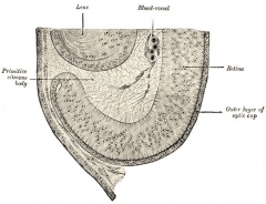 Category:Fish - Embryology