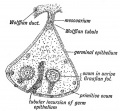 Fig. 62. Diagrammatic Section of an Ovary to show the manner in which the Primitive Ova are carried in by incursions of the Germinal Epithelium.