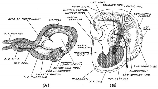 Fig. 110 Sagittal Section of Turtle's Cerebral Vesicle