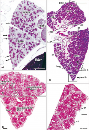 Pulmonary Pleura - pseudoglandular and canalicular stages 01.jpg