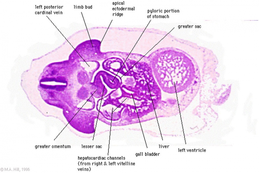 Gastrointestinal Tract - Gallbladder Development - Embryology