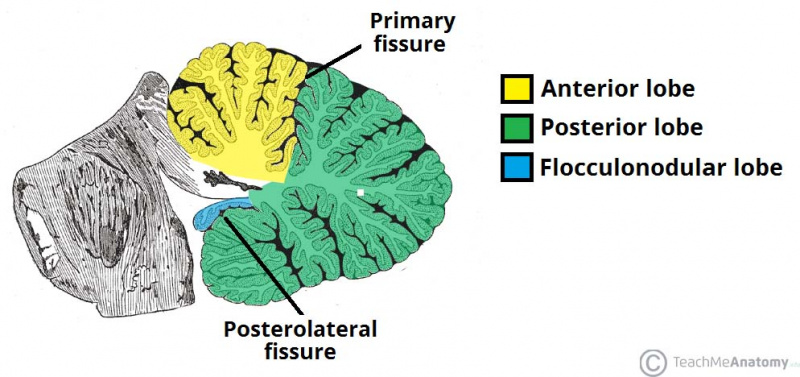 File:Anatomical-Lobes-of-the-Cerebellum.jpg