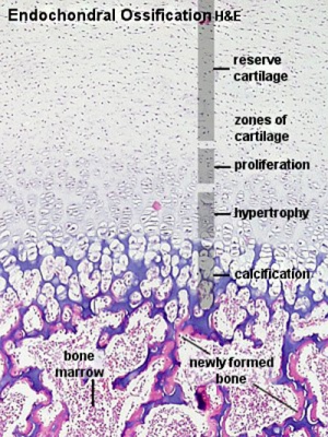 Endochondral ossification.jpg