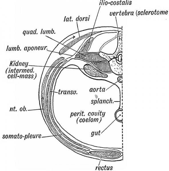 File:Keith1902 fig125.jpg