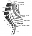 Fig. 79. Lumbar Region to show the arrangement of parts in a typical case of cystic spina bifida.