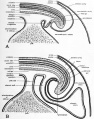 Fig. 33. Schematic longitudinal-section diagrams of the caudal half of the embryo to show the formation of the allantois