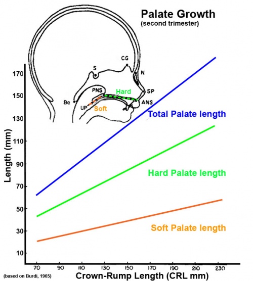 Fetal palate growth graph.