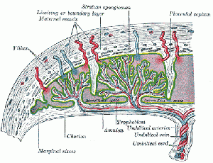 Image section through the placenta