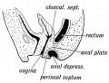 Fig. 96. A case of Imperforate Anus due to a persistence of the Anal Plate.
