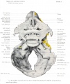 Fig.1. Wax plate reconstruction of the chondrocranium of a 40mm human fetus (seen from above)