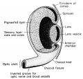 Schematic diagram of the developing eye parts of the frog