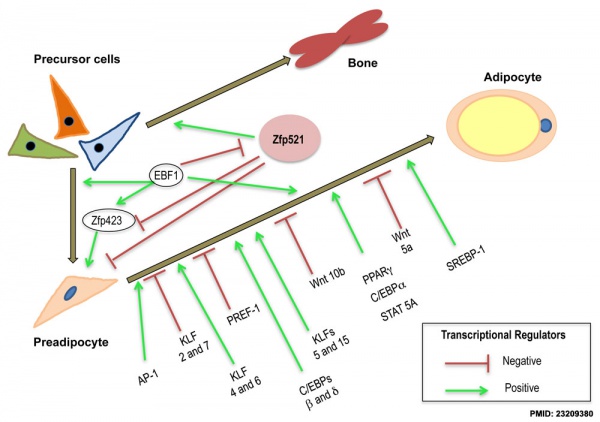Adipocyte differentiation regulation 01.jpg