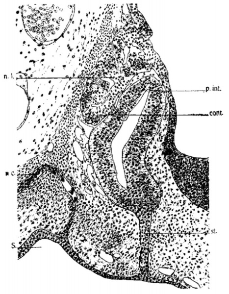 File:Atwell1918 fig15.jpg