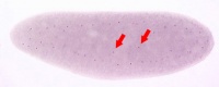 Drosophila stage 2.jpg