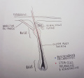 Fig 5 hair follicle Z5229132 Student drawn image. All information correct and related to project.