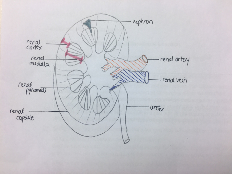 File:Kidney structure2.jpeg