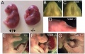 Mice mutants exhibit cleft palate and umbilical hernia