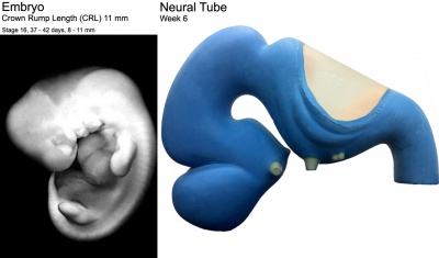 Stage16 embryo and brain 01.jpg