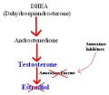 Figure 16. Action of Inhibitors on the Conversion of Testosterone to Estradiol
