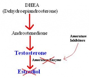 Action of Inhibitors on the Conversion of Testosterone to Estradiol