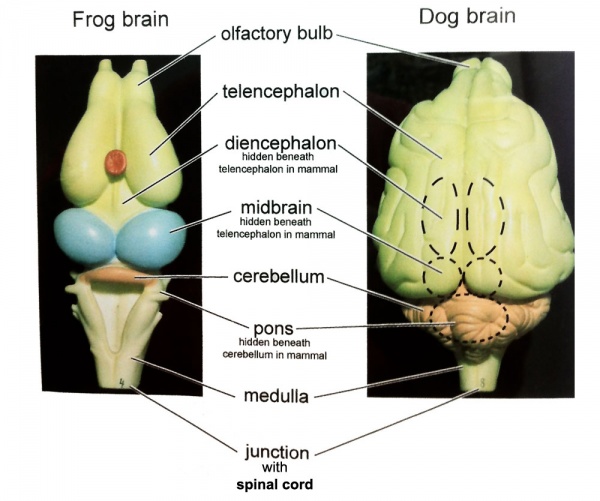 Comparative brain anatomy frog-dog.jpg
