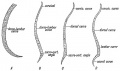 Fig. 114. Diagram of the Curves of the Spinal Column.