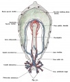Fig. 511. Vascular system of a human embryo of 1.3 mm.