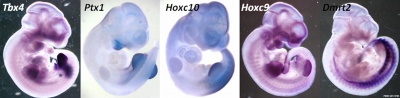 Mouse hindlimb gene expression.jpg