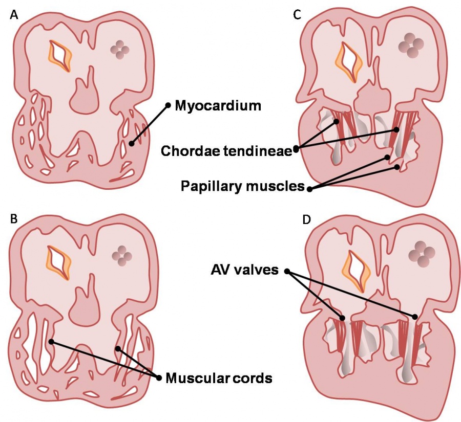 Intermediate - Heart Valves - Embryology
