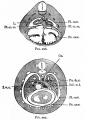 Fig. 297. Transverse section through the thoracic region of a cat embryo of 25 mm