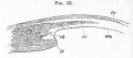 Fig. 52. Eye of a Fowl on the day 8