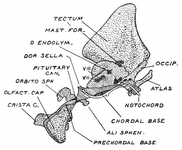 Fig. 131 Sagittal Mesial Section of the Chondrocranium of a Human Foetus 20 mm