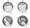 Rotation of the amphibian egg in the gravitational field during gastrulation