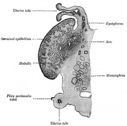 Cat Development - Embryology