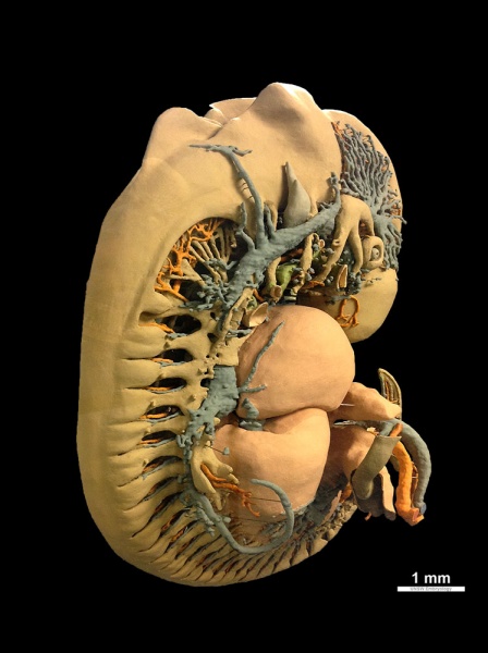 File:Human 7.5mm embryo model 07.jpg
