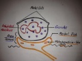 Histology of a Merkel Cell Complex