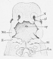 Fig. 432. Reconstruction of the pharyngeal region of a human embryo of 11.5 mm